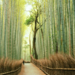 Review Wisata Kyoto Arashiyama Hutan Bambu Paling Indah