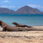 Eksplorasi Pulau Komodo Habitat Satwa Langka Warisan Dunia