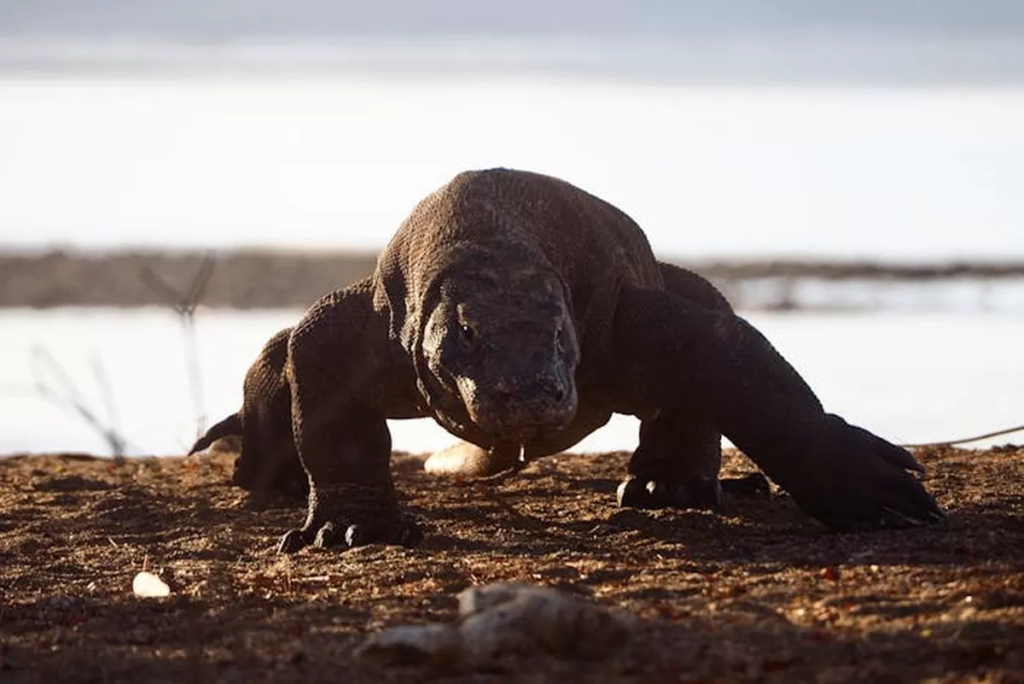 Pulau Komodo NTT Review Habitat Naga Terakhir Di Dunia