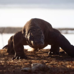 Pulau Komodo NTT Review Habitat Naga Terakhir Di Dunia