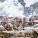 viral-tempat-jepang-yang-dipenuhi-monyet-onsen