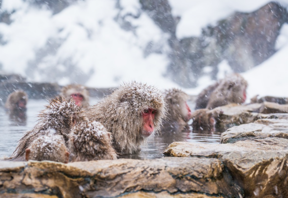 viral-tempat-jepang-yang-dipenuhi-monyet-onsen
