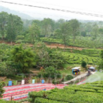 wisata-kuliner-dan-alam-favorit-di-puncak-bogor