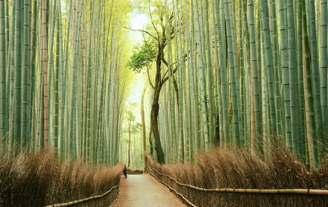 Review Wisata Kyoto Arashiyama Hutan Bambu Paling Indah