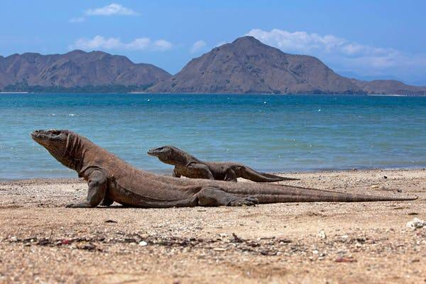 Eksplorasi Pulau Komodo Habitat Satwa Langka Warisan Dunia