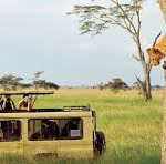 Review Safari Tanzania Menyaksikan Migrasi Besar Satwa