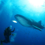 Review Diving Hiu Paus Maladewa Petualangan Laut Dalam