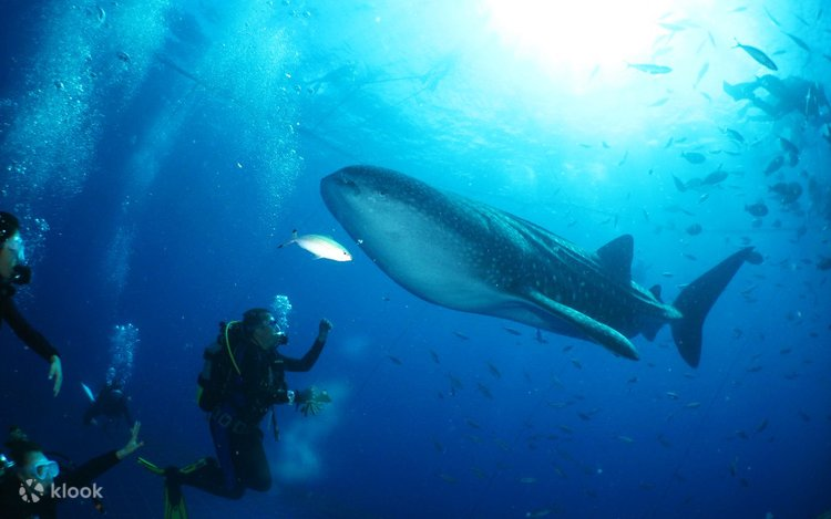 Review Diving Hiu Paus Maladewa Petualangan Laut Dalam