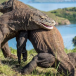 Taman Nasional Komodo Surga Satwa Purba Indonesia