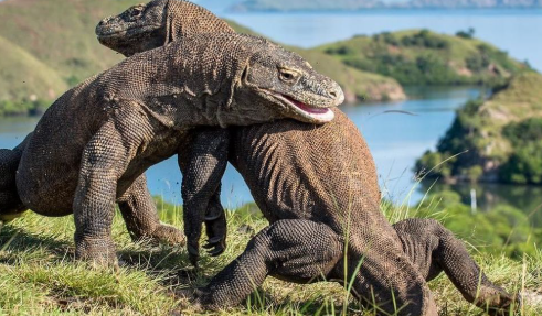 Taman Nasional Komodo Surga Satwa Purba Indonesia